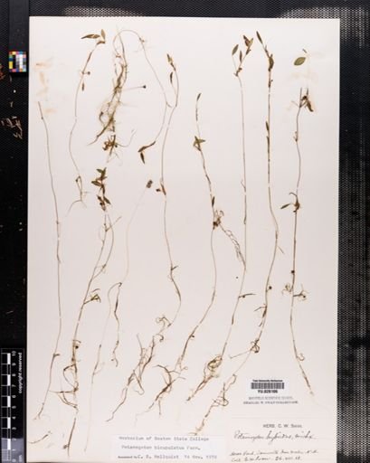 Potamogeton capillaceus