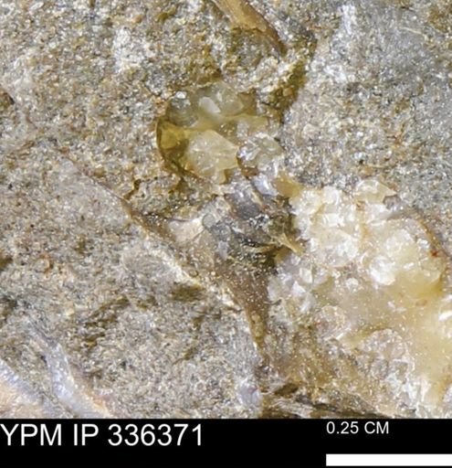 Discoscaphites?