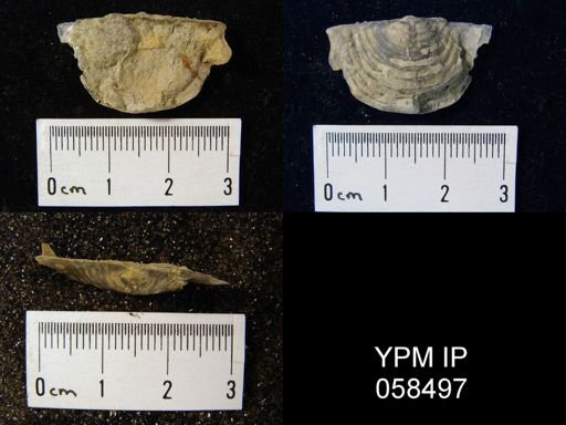 Leptaena rhomboidalis