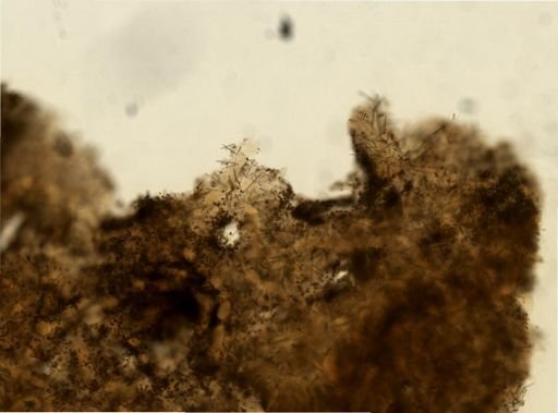 Agelas sp.