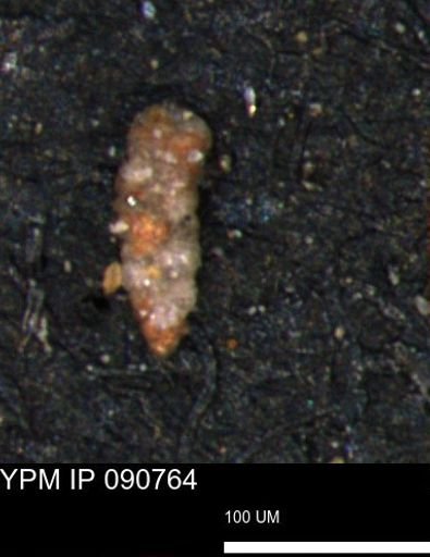 Verneuilinoides hectori