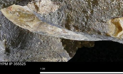 undet. Scaphitidae