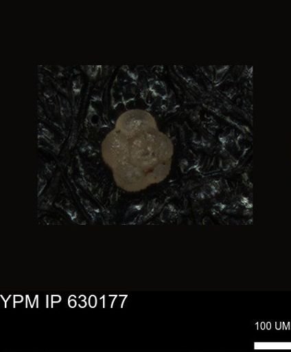 undet. Foraminiferida