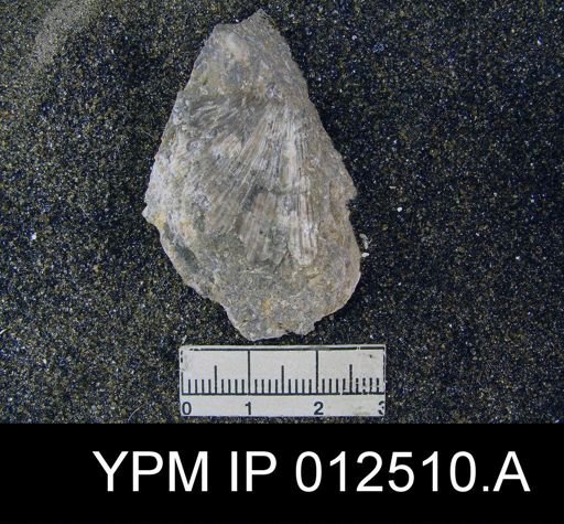 Spirifer mexicanus latus