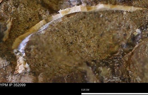 undet. Bivalvia