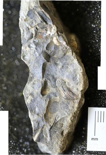 undet. Scaphitidae