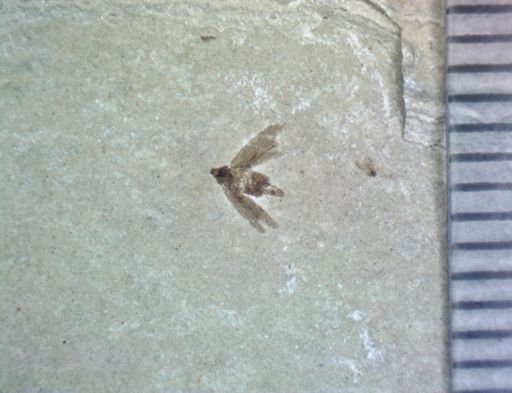 undet. Hemiptera