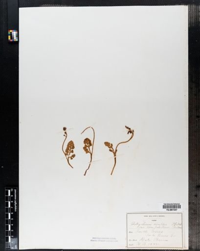 Botrychium simplex
