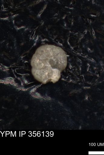 undet. Foraminiferida