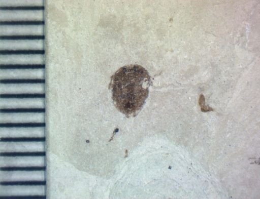 undet. Hexapoda