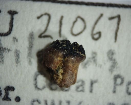 Ptilodus montanus