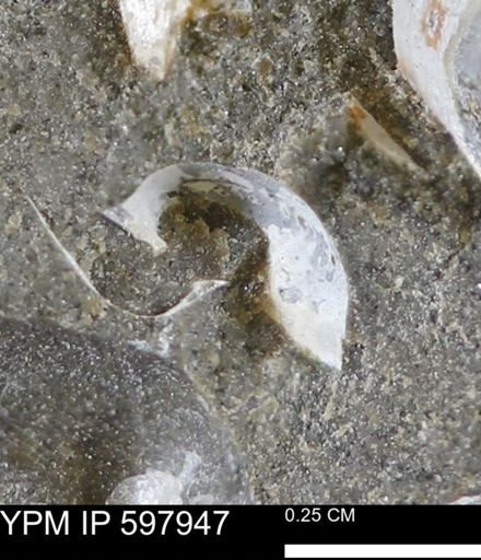 Limopsis striatopunctatus