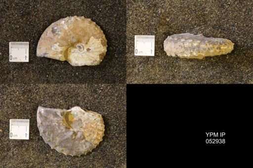 Discoscaphites gulosus