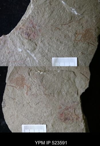 undet. Graptolithina