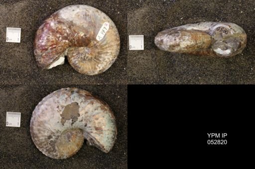 Discoscaphites gulosus