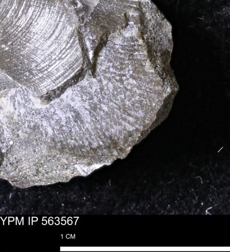 Oxytoma (Hypoxytoma) sp.