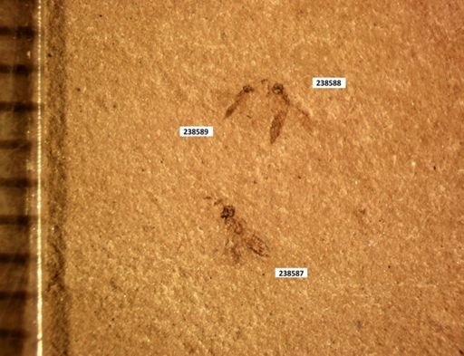 Hymenoptera?