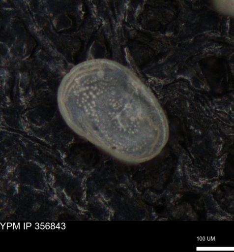 undet. Ostracoda