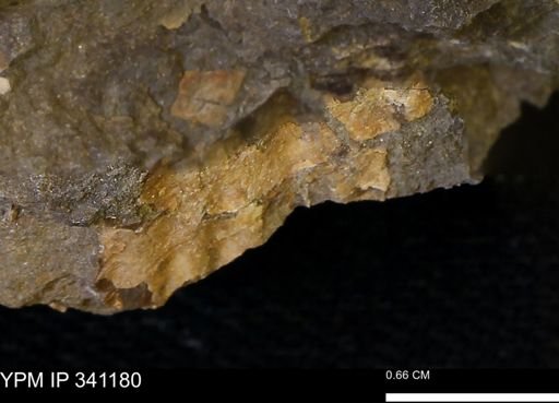 Scaphites sp.