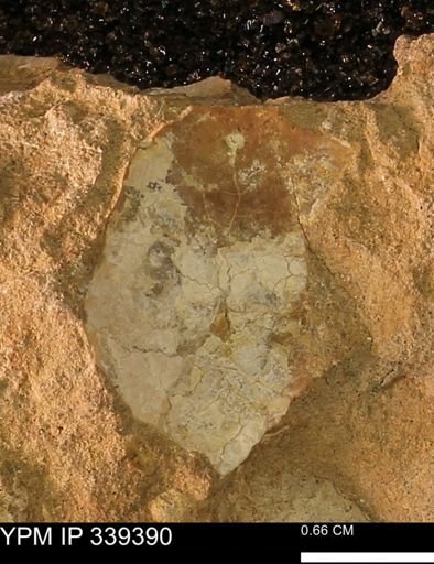 undet. Bivalvia