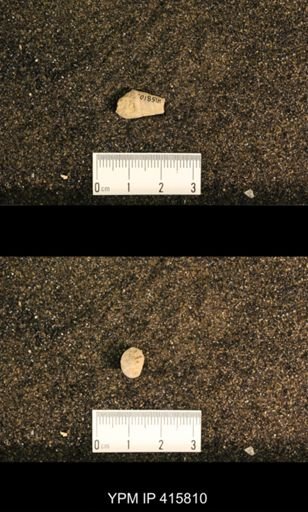 Meekospira choctawensis