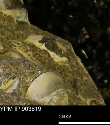 undet. Mollusca