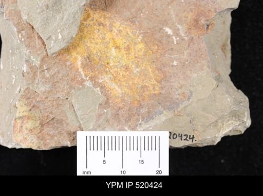 undet. Porifera