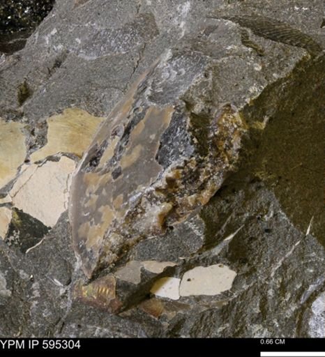 Sphenodiscus sp.