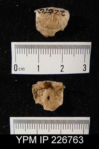 undet. Orthotetida