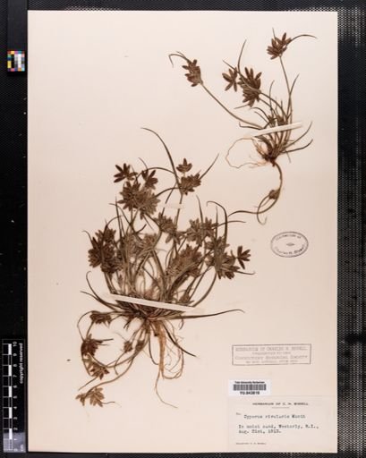 Cyperus rivularis