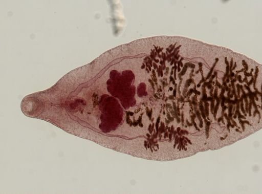 Dicrocoelium dendriticum