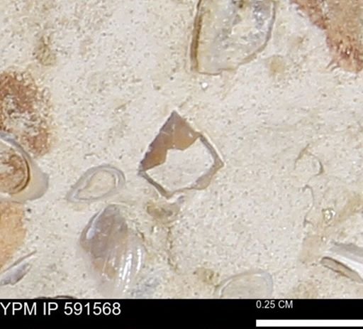 Serpulidae