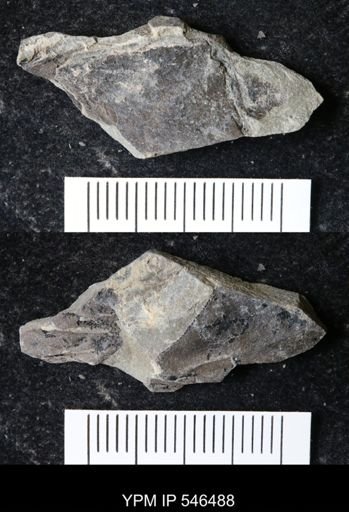 undet. Eurypterida