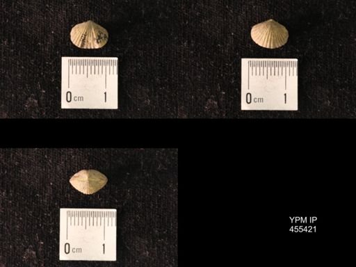 Platystrophia morrowensis