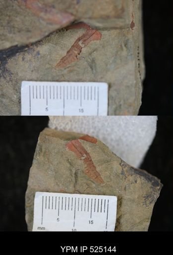 undet. Nautiloidea
