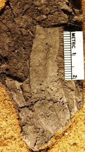 Laurus hollickii