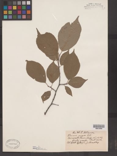 Prunus nigra