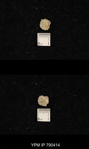 taxon undetermined