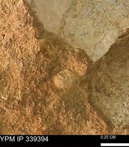 undet. Bivalvia