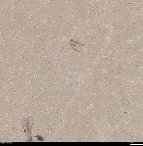 undet. Insecta