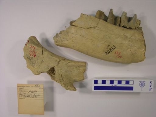 Teleoceras fossiger