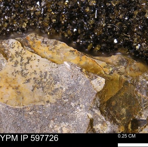 Sphenodiscus sp.