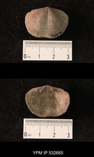 Glyptorthis insculpta