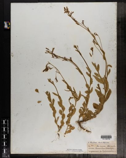 Plantae