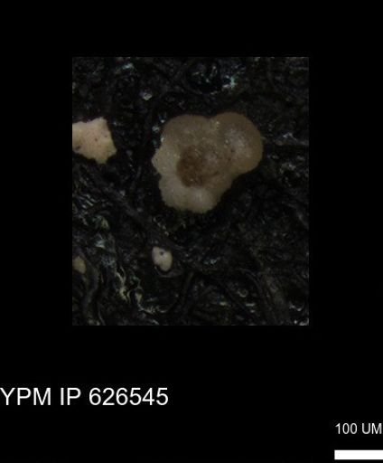 undet. Foraminiferida