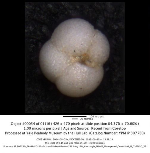 undet. Foraminiferida