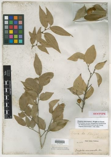 Drypetes mucronata