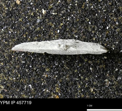 Strophodonta sp.
