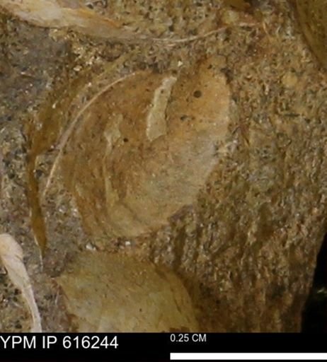 Protocardia subquadrata
