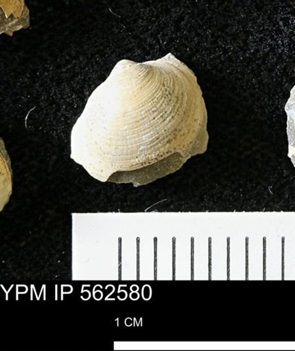 Limopsis striatopunctatus